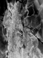 /album/bw-abstrakty/phantasmagoria-jpg/